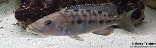 Tyrannochromis macrostoma! 'Tanzania'.jpg