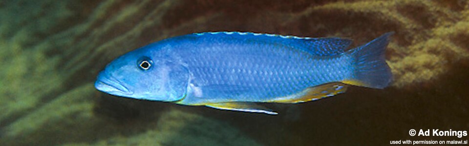 Tyrannochromis maculiceps 'Gome'