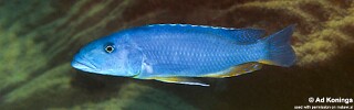 Tyrannochromis maculiceps 'Gome'.jpg