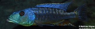 Tyrannochromis maculiceps! 'Tanzania'.jpg