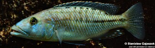 Tyrannochromis maculiceps.jpg