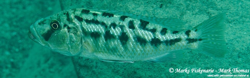 Tyrannochromis nigriventer 'Ngwasi'