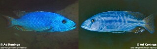 Tyrannochromis nigriventer