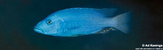 Tyrannochromis nigriventer 'Chimwalani Reef'.jpg