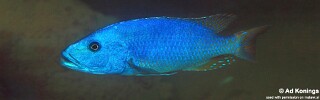 Tyrannochromis nigriventer 'Lundu'.jpg