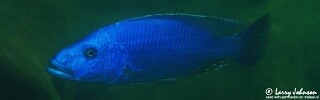 Tyrannochromis nigriventer 'Maleri Island'.jpg