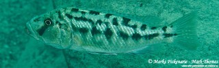 Tyrannochromis nigriventer 'Ngwasi'.jpg