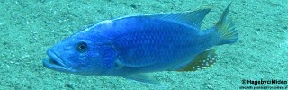 Tyrannochromis nigriventer 'Taiwanee Reef'.jpg