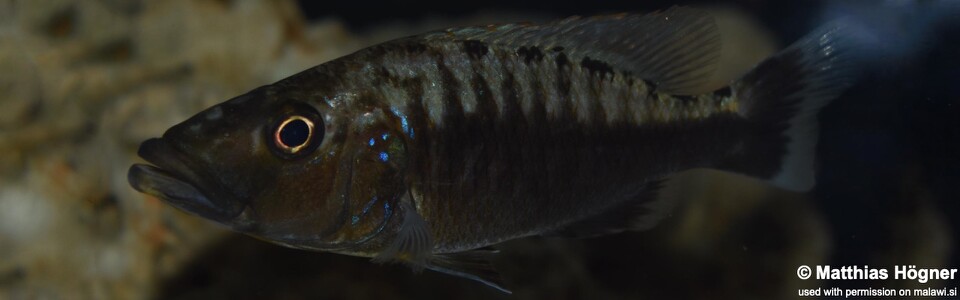 Tyrannochromis polyodon (Tanzania)