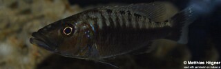 Tyrannochromis polyodon! 'Tanzania'.jpg