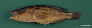 Tyrannochromis sp. 'macrostoma short pedicel'