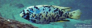 Labeotropheus fuelleborni 'Ababi Island'.jpg