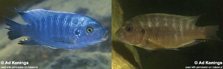 Petrotilapia tridentiger 'Boadzulu Island'.jpg