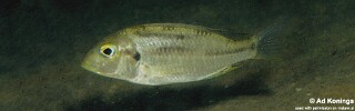 Tramitichromis trilineatus 'Chembe Beach'.jpg