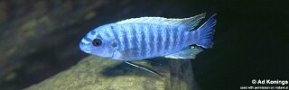Labeotropheus trewavasae 'Chilucha Reef'.jpg