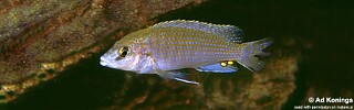 Labidochromis sp. 'caeruleus chilucha' Chilucha Reef.jpg