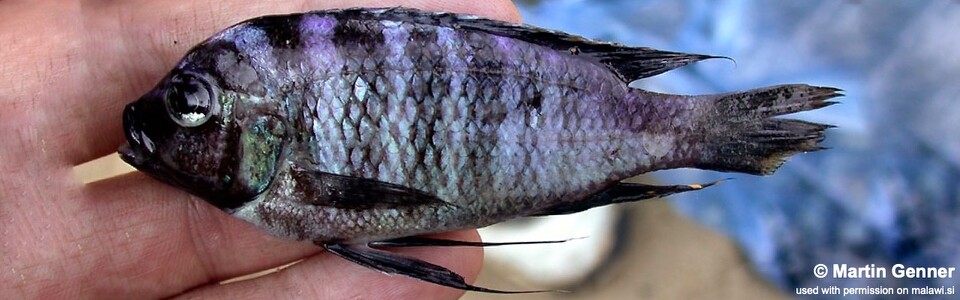Cynotilapia sp. 'chilumba deep' Chilumba Harbour