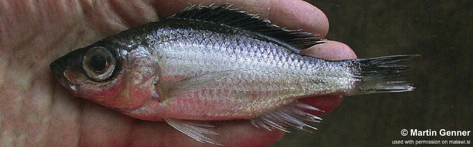 Diplotaxodon sp. 'bigeye blackdorsal' Chilumba<br><font color=gray>Diplotaxodon sp. 'macrops black dorsal' Chilumba</font> 