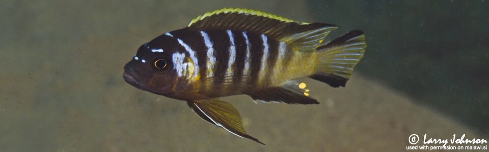 Maylandia melissa 'Chilumba Harbour'<br><font color=gray>Metriaclima melissa 'Chilumba Harbour'<br>Metriaclima sp. 'elongatus bee' Chilumba Harbour</font>