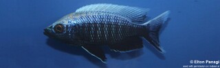 Copadichromis sp. 'virginalis chitande' Chilumba.jpg