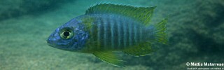 Aulonocara korneliae 'Chilungo Bay, Chizumulu Island'.jpg