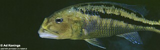 Aristochromis christyi 'Chinyamwezi Island'.jpg