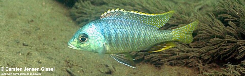 Mylochromis sphaerodon 'Chiofu Bay'