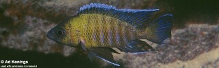 Aulonocara sp. 'trematocranus masinje' Chiofu.jpg