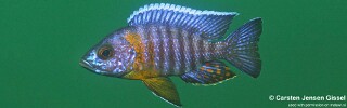 Aulonocara stuartgranti 'Chiofu Bay'.jpg