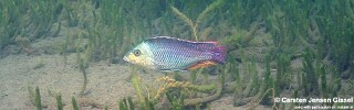 Protomelas kirkii 'Chiofu'.jpg