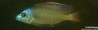 Protomelas labridens 'Chiofu'.jpg