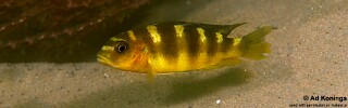 Pseudotropheus crabro 'Chiofu'.jpg