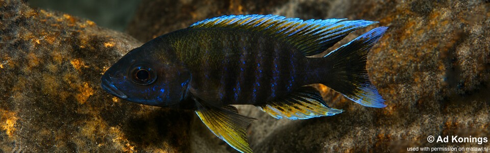 Aulonocara jacobfreibergi 'Chitande Island'