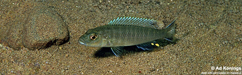 Genyochromis mento 'Chitimba Bay'