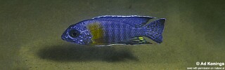Aulonocara stuartgranti 'Chitimba Bay' (Shallow).jpg
