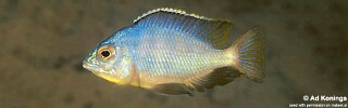 Protomelas fenestratus 'Chitimba Bay'.jpg