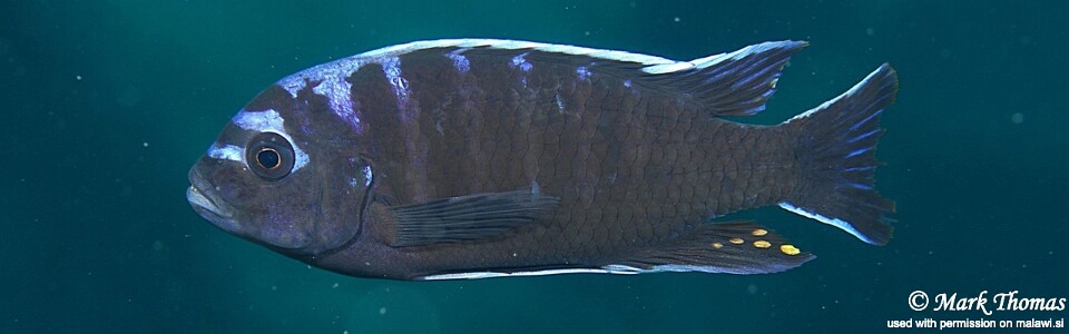 Cynotilapia afra 'Chiwi Rocks'