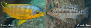 Petrotilapia flaviventris 'Chiwi Rocks'.jpg