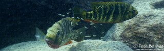 Coptodon rendalli 'Chizumulu Island'.jpg