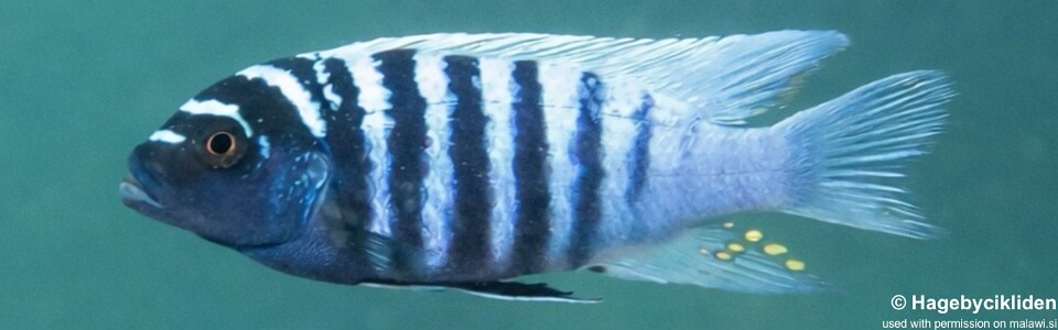 Maylandia zebra 'Domwe Island'<br><font color=gray>Metriaclima zebra 'Domwe Island'</font>