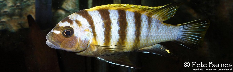 Maylandia sp. 'red top gallireya' Gallireya Reef<br><font color=gray>Metriaclima sp. 'red top gallireya' Gallireya Reef</font> 