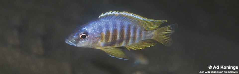 Otopharynx heterodon 'Gome Rocks'