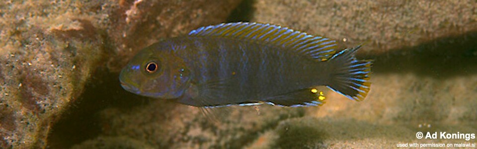 Pseudotropheus sp. 'variable eastern' Gome Rocks