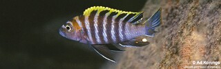 Cynotilapia zebroides 'Gome'.jpg
