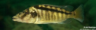 Lichnochromis acuticeps 'Gome'.jpg