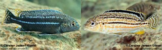 Melanochromis dialeptos 'Gome'.jpg