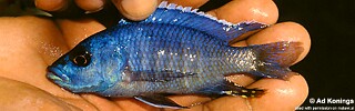Otopharynx antron 'Gome'.jpg