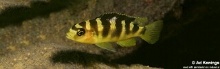 Pseudotropheus crabro 'Gome'.jpg
