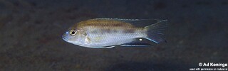 Pseudotropheus livingstonii 'Gome'.jpg
