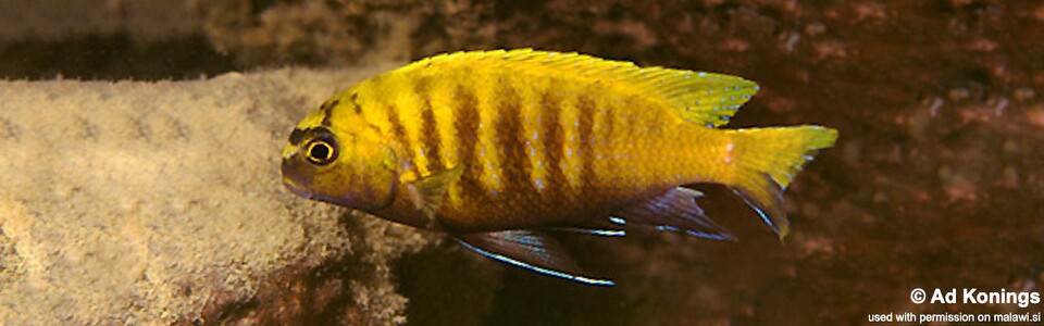 Tropheops sp. 'red fin' Hai Reef (Chimate Reef)